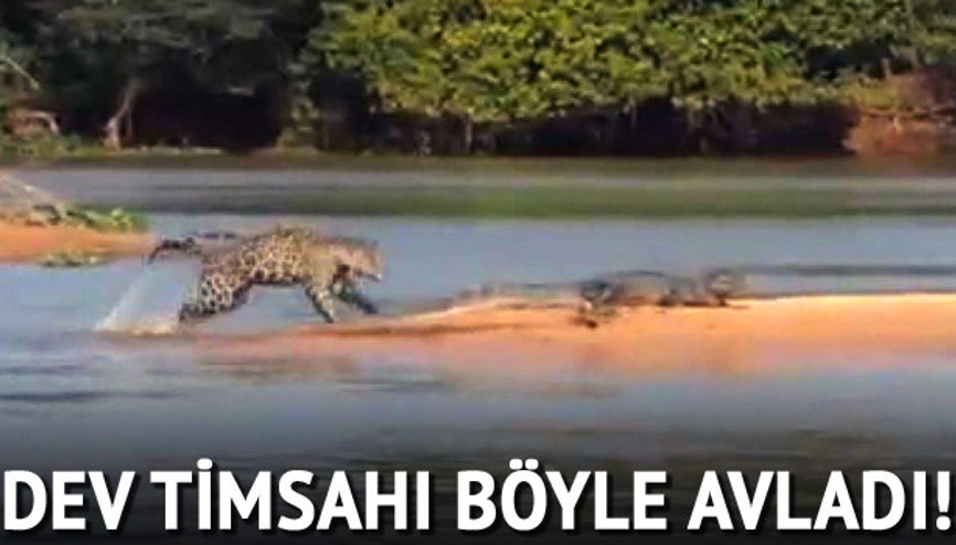Jaguar dev timsahı böyle avladı