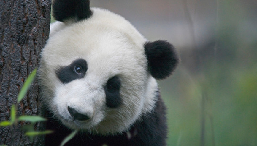 Gözümüz karbonda kalbimiz pandada