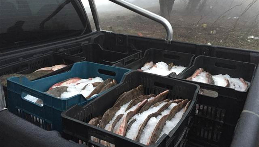 Edirnede 685 kilogram kaçak kalkan balığı ele geçirildi