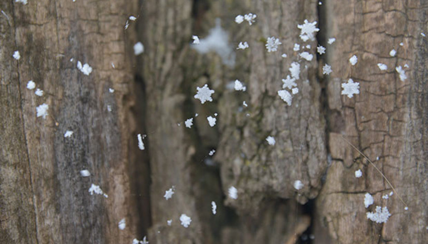 Kar yağışı yurdu esir aldı Kar yağışı yurdu esir aldı