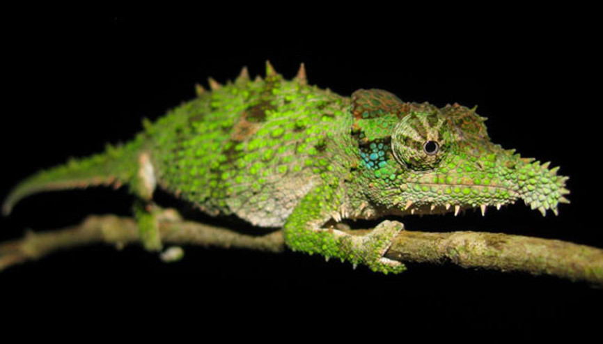 Bukalemunların dillerinden daha hızlısı yokmuş