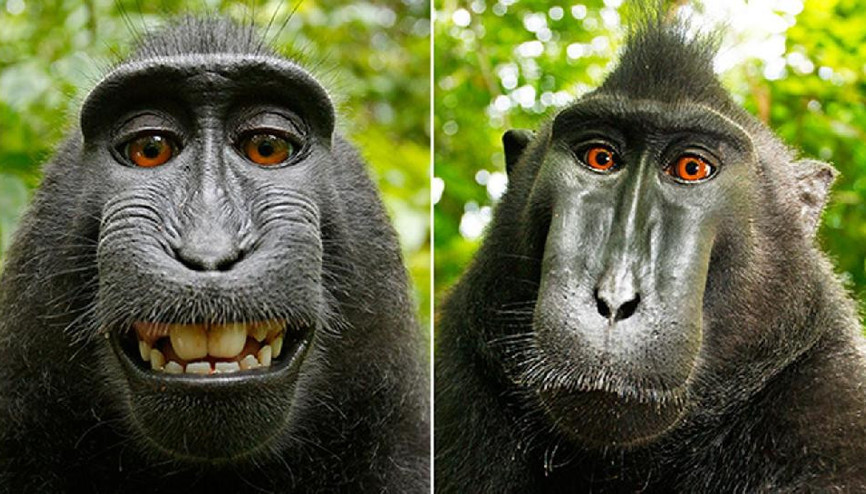 Makak maymunu Narutonun çektiği selfielerle ilgili karar çıktı Makak maymunu Narutonun çektiği selfielerle ilgili karar çıktı