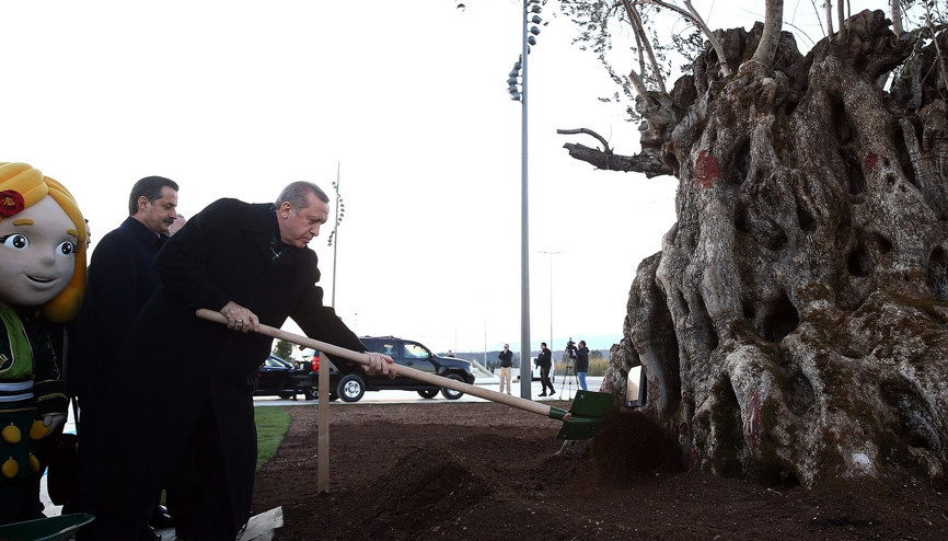 Erdoğan 945 yıllık ağacın dikim törenine katıldı