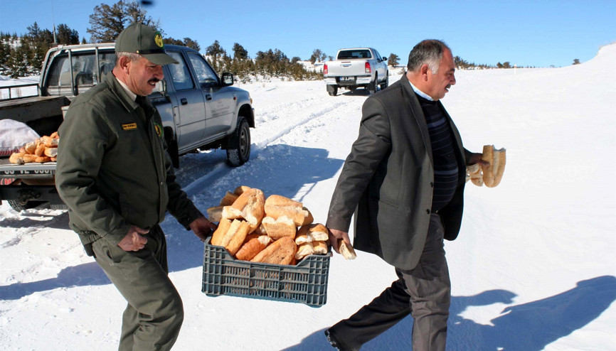 Yaban hayvanları için doğaya ekmek