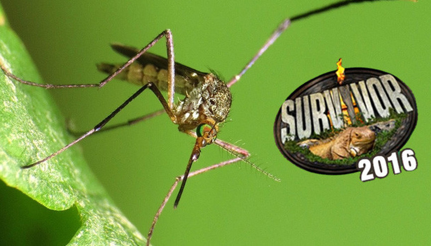 Zika Virüsü nedir Survivor 2016 iptal mi edilecek