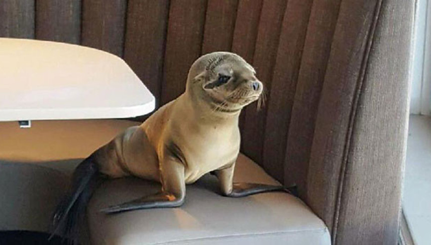 Aç denizaslanı yavrusu restoran bastı