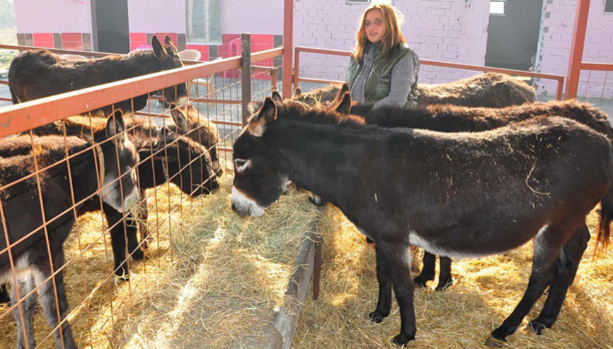 Eşek sütü 100 liraya çıktı, eşek karaborsaya düştü