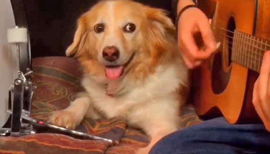 Vine sayesinde ünlü oldu  Sahibiyle birlikte müzik yapan sevimli köpek...