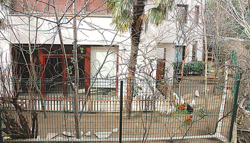 Cihangiri karıştıran horoz