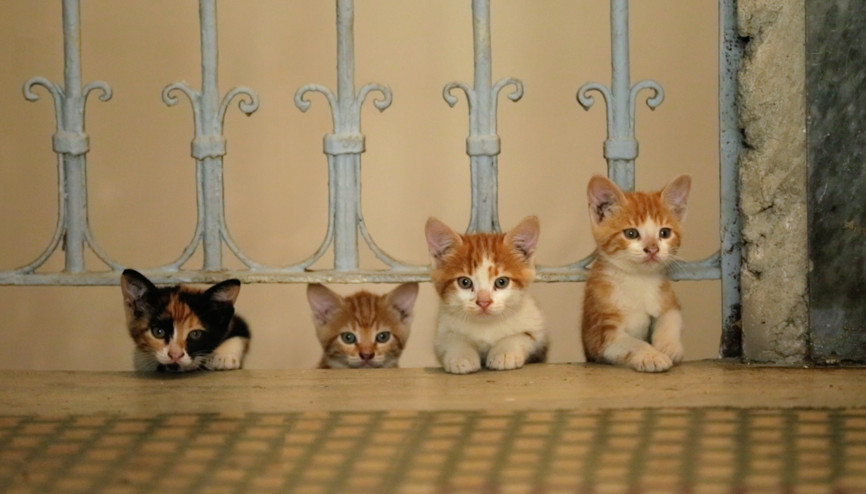 İstanbul’da kedi, dünyada örneği olmayan bir şey