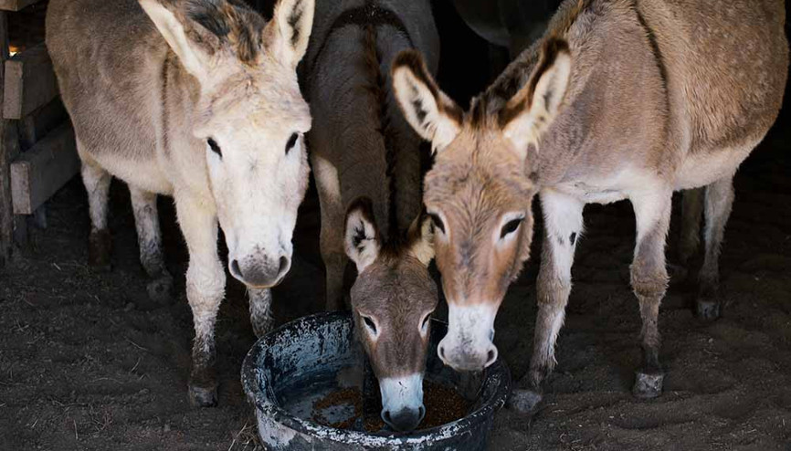 Eşek sütü anne sütü kadar besleyici