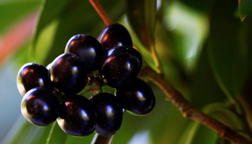 Şifa deposu: Karayemiş