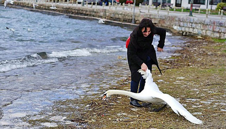 Kuğuyu fotoğraf çektirmek için öldürdü