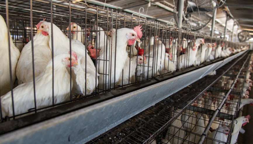 Tarım Bakanlığı’na çağrı: “Antibiyotikleri Gıdamızdan Çekin”