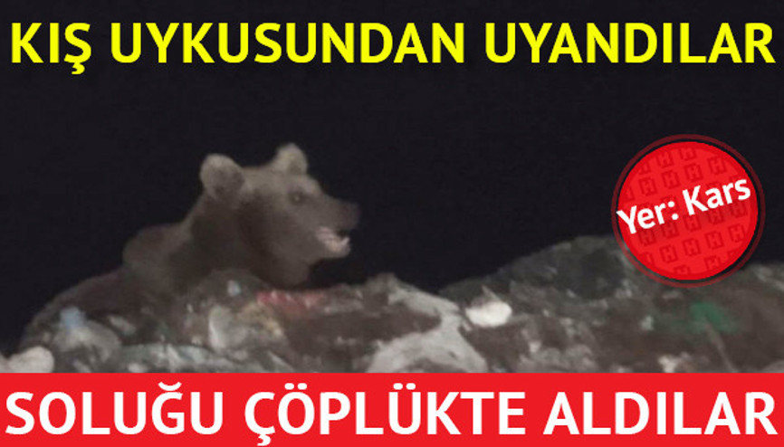 Kış uykusundan uyanan ayılar şehir çöplüğüne akın ettiler