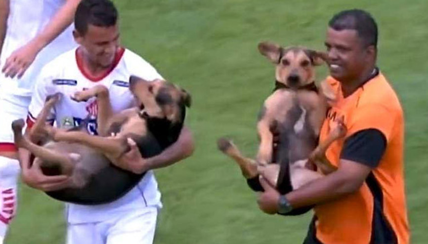 Maçın ortasında sahaya köpek girdi