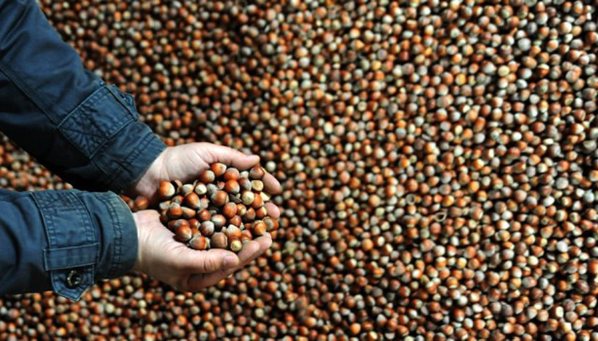 Akşamdan sabaha fındık fiyatı düşüyor