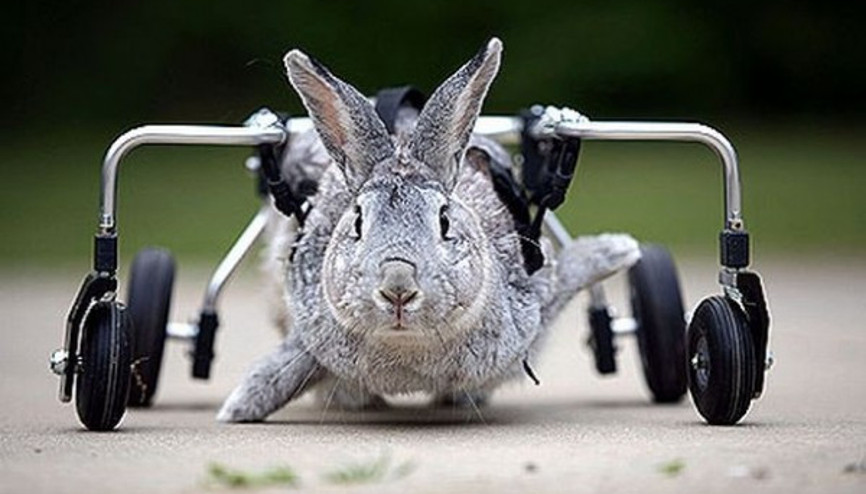 Engellerini aşarak insanlığa ilham veren 14 hayvan dostumuz Engellerini aşarak insanlığa ilham veren 14 hayvan dostumuz