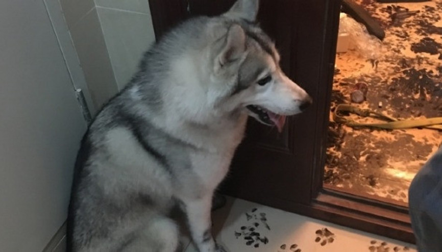 Evde üç saat yalnız kalan köpek yaptıklarıyla sosyal medyayı salladı