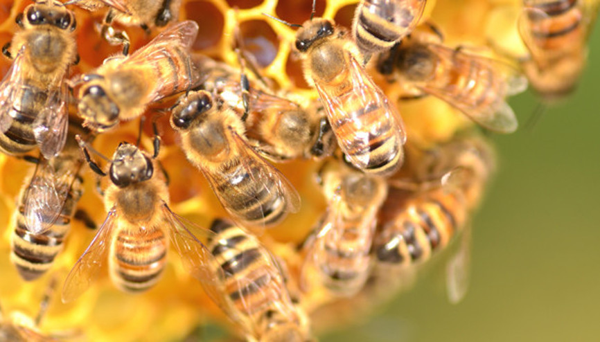 Kansere karşı arı zehri önerisi Kansere karşı arı zehri önerisi