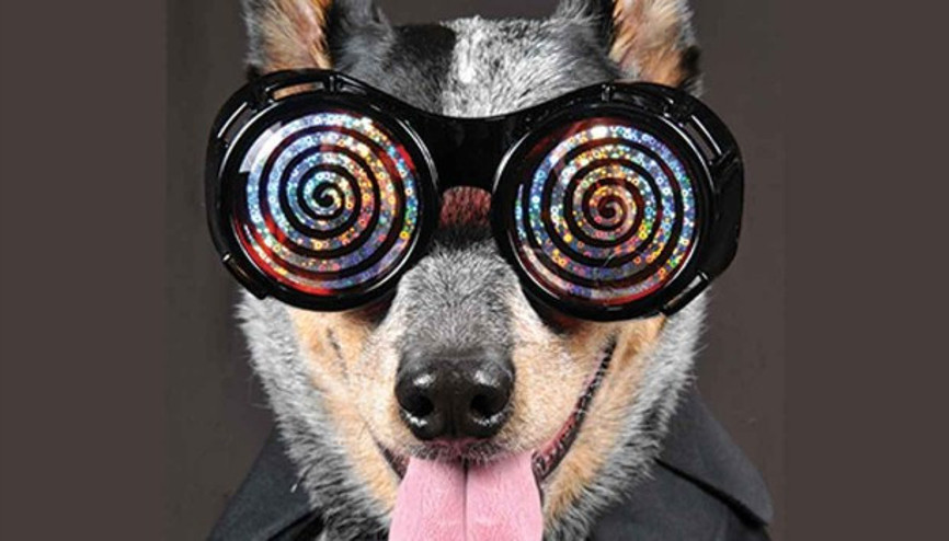 Hayvanları hipnotize edebilir misiniz