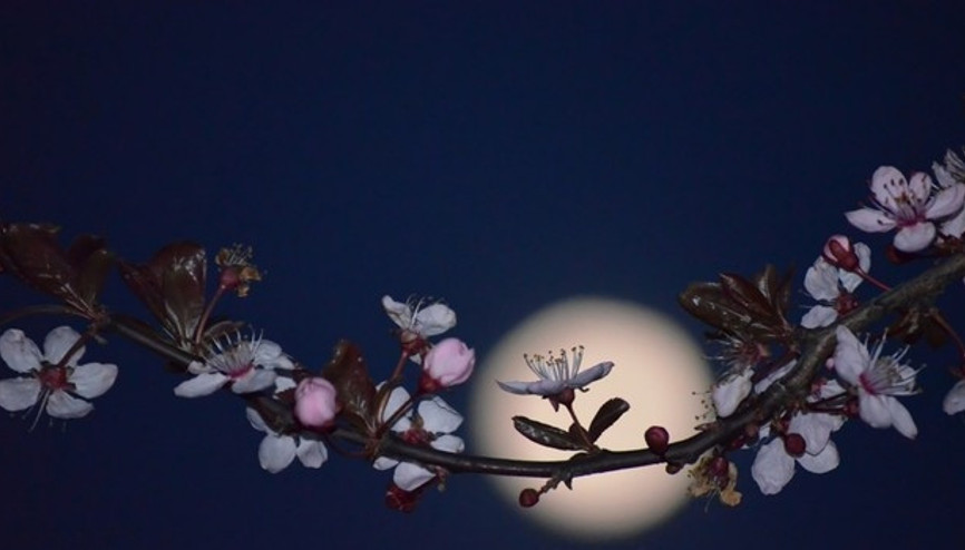 Bitkiler ay ışığıyla fotosentez yapamıyor mu