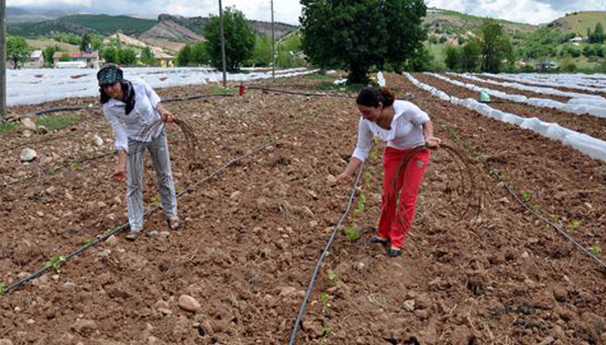 Egede öğrendiler, Tuncelide hayata geçirdiler