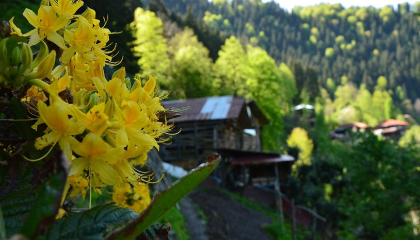 Baharda Karadeniz turu