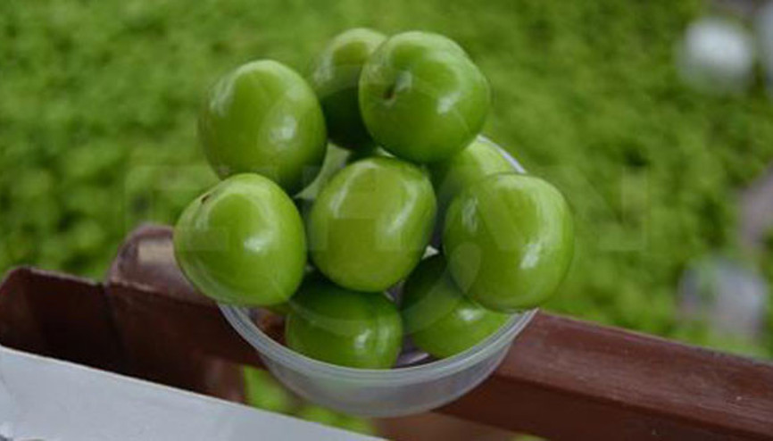 Yeşil Erik üreticileri sezonu mutlu kapattı