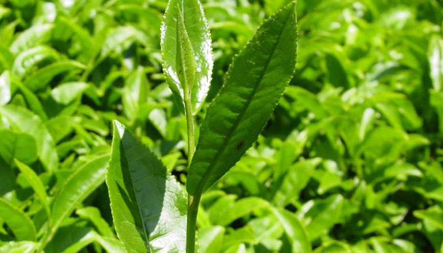 Yaş çay alım fiyatı 1,90 lira olarak açıklandı