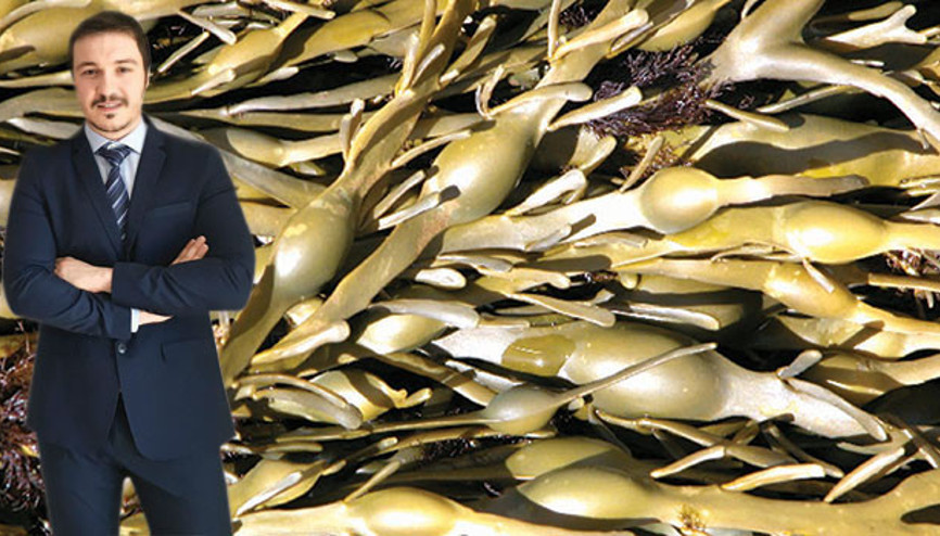 Kahverengi yosunla döndü