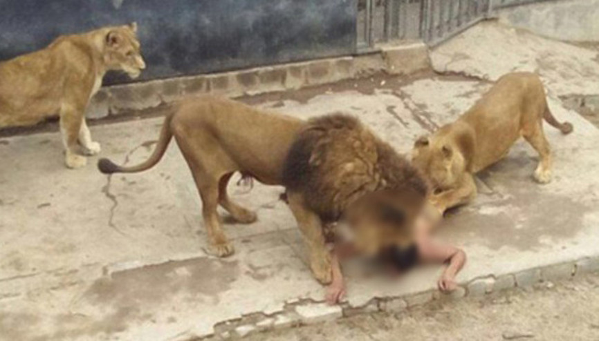 Şilili genç kendini aslanlara yem etti