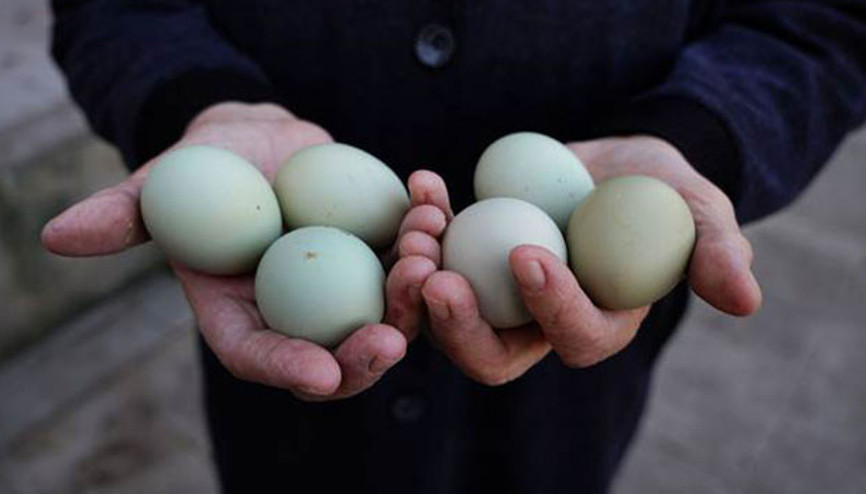 Tavuğu Güney Amerikadan getirdi, yumurtasını 10 liraya satıyor