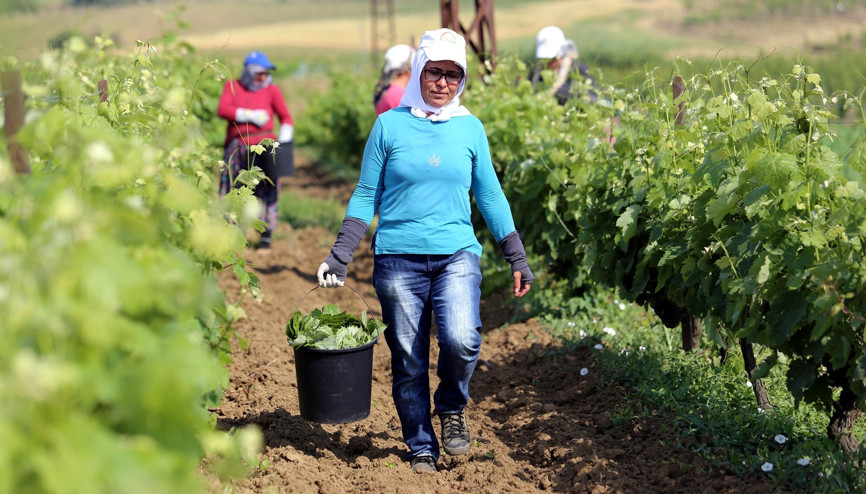 Yaprağı meyvesinden pahalı