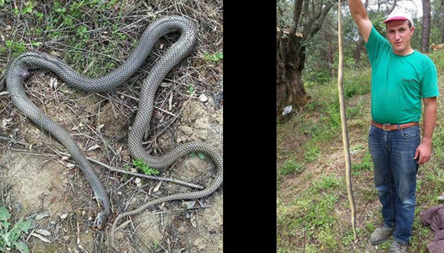 Topraktan yılan fışkırıyor, köylüler tedirgin