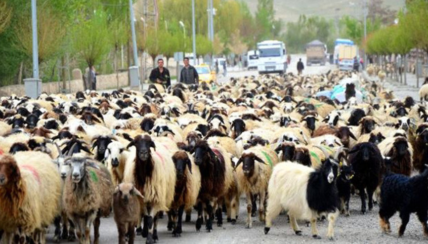 Koyun-keçide ıslah seferberliği başlıyor Koyun-keçide ıslah seferberliği başlıyor