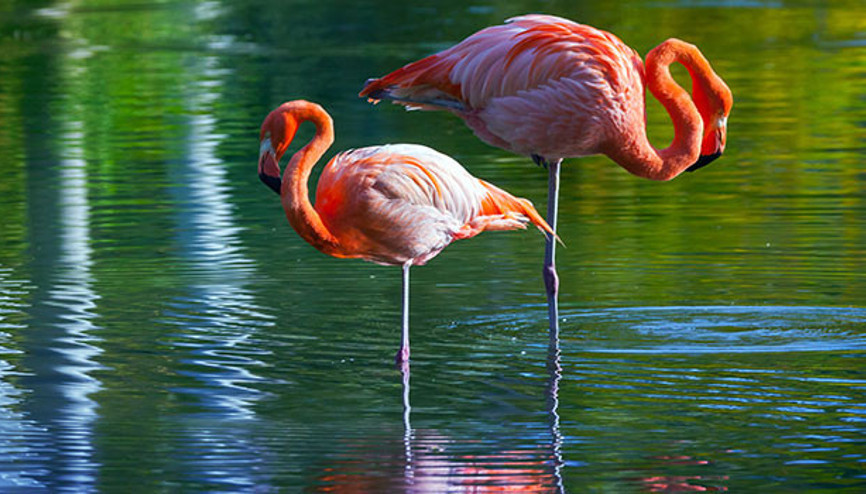 Birlikten önce kuvvet, sonra 17 bin flamingo doğdu