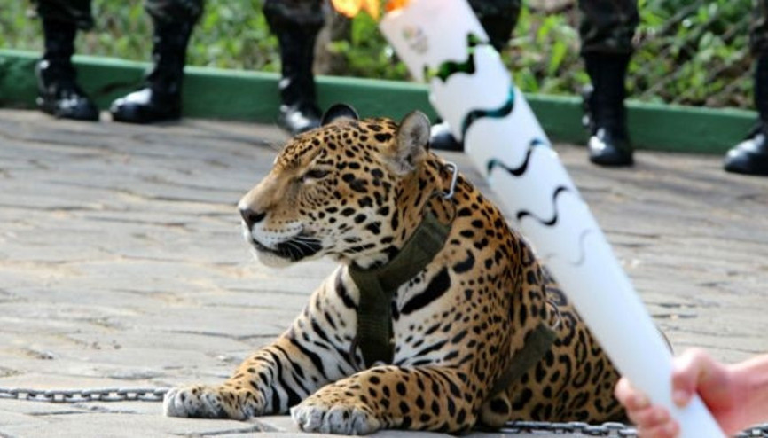 Brezilyada Olimpiyat etkinliğinde kullanılan jaguar öldürüldü