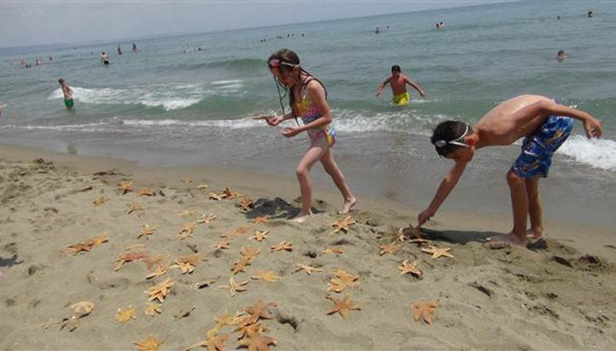 Yüzlerce deniz yıldızı kıyıya vurdu