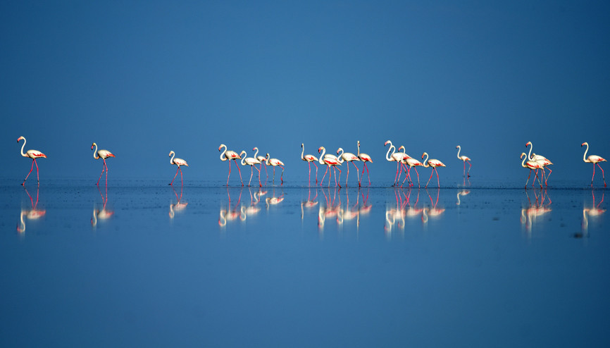 Tuz Gölü’nde Flamingo kreşi