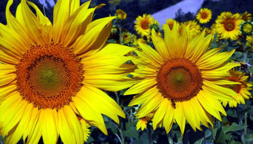 Ayçiçeği yağları ile ilgili çok çarpıcı uyarı