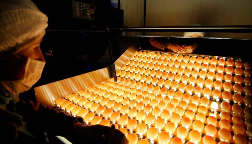 Yumurta ihracatı arttı Yumurta ihracatı arttı