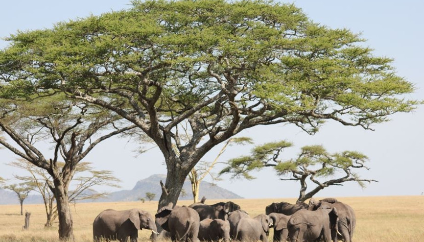 Vahşi yaşama yolculuk: Serengeti Milli Parkı