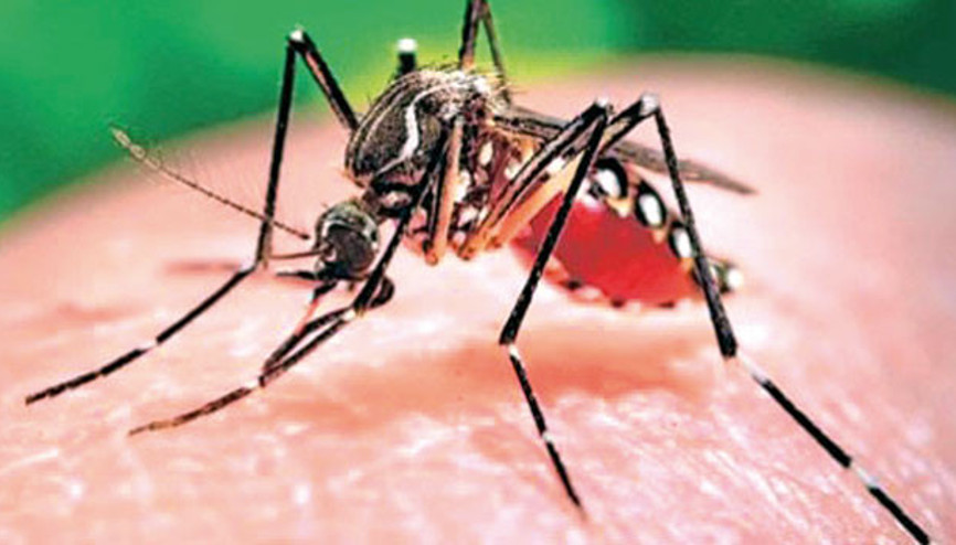 Zika avcısı sivrisinek