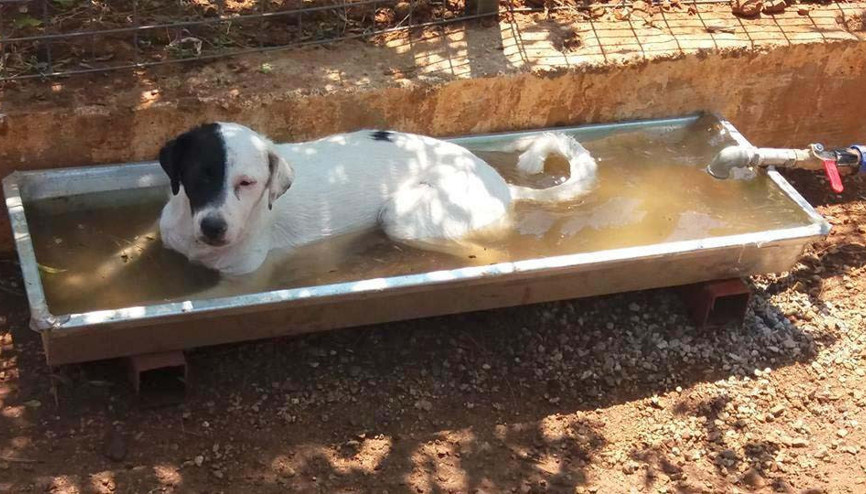 Dostları serinletme çabası