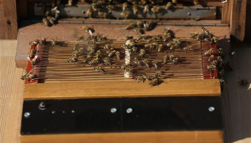 Arı zehri üretip satıyor