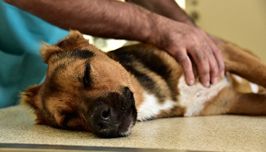 Ünlülerin tatil merkezinde köpekleri öldürdüler