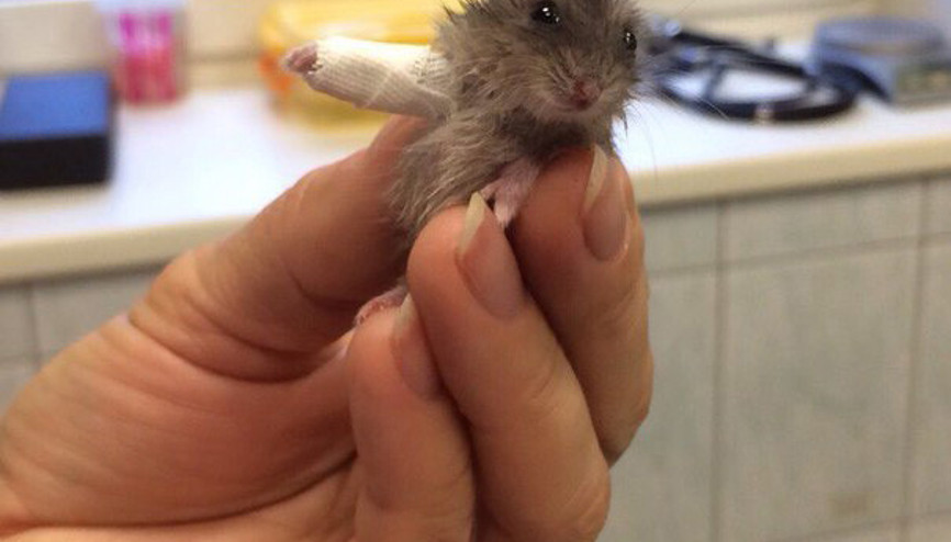 Kolu kırılan minik hamster internet fenomeni oldu