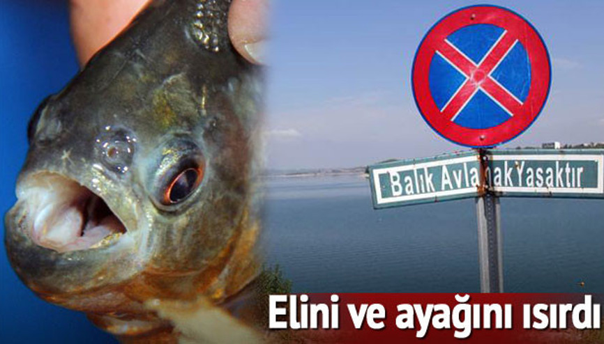 Adanada pirana paniği