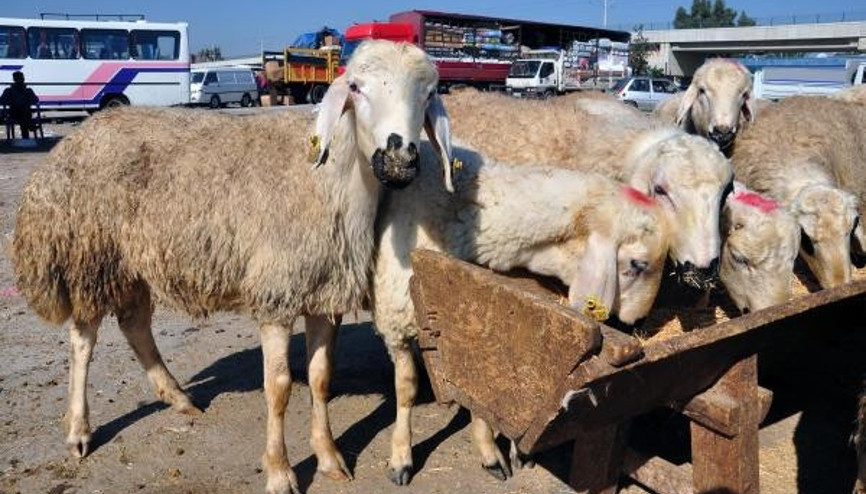 Kurbanlık fiyatları bu yıl ne kadar (Kurban kesimi ne zaman başlar ne zaman sona erer)